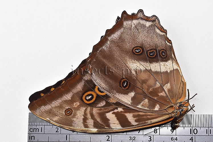 Morpho amphitryon cinereus ♂ - Image 3