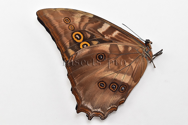 Morpho amphitryon cinereus ♂ - Image 2