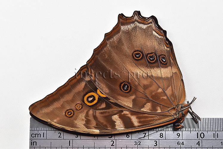 Morpho amphitryon cinereus ♂ - Image 3