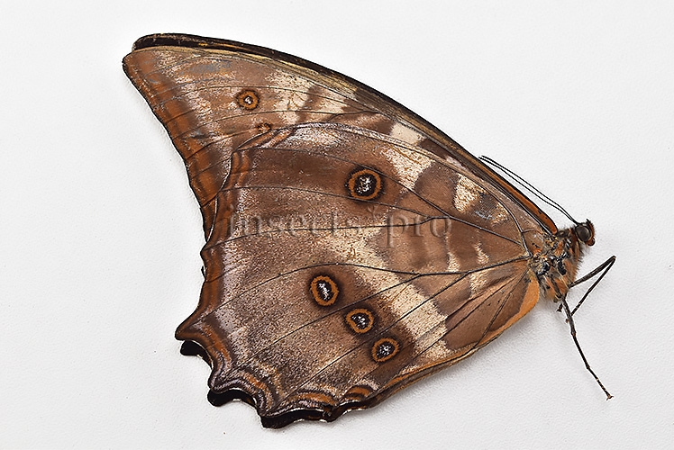 Morpho amphitryon cinereus ♂ - Image 2