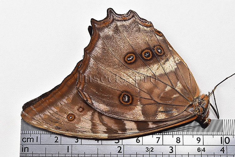 Morpho amphitryon cinereus ♂ - Image 3