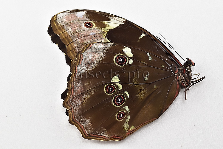 Morpho menelaus occidentalis ♀ - Image 2