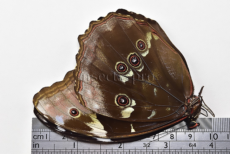 Morpho menelaus occidentalis ♀ - Image 3