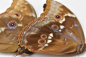 Morpho godartii tingomariensis ♂ ABERRATION* BLUE ON VERSO SET of 2 sp.