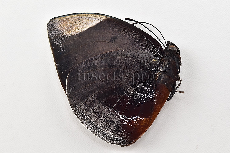 Anaea dia divina A1 ♂ BLACK - Image 2