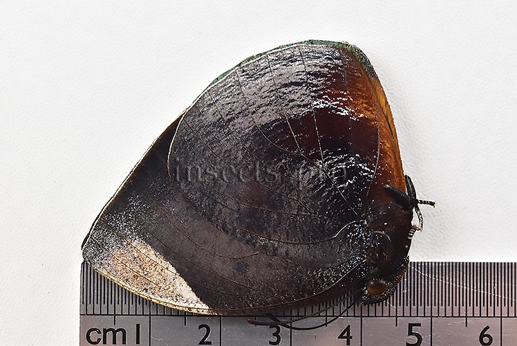 Anaea dia divina A1 ♂ BLACK - Image 3