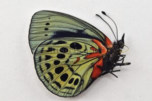 Asterope leprieuri optima ♀ BEAUTIFUL SPECIMEN