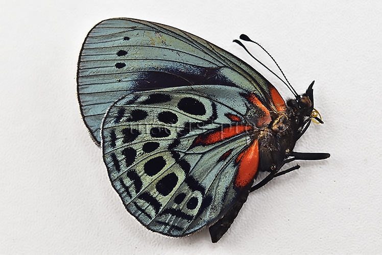 Asterope leprieuri optima A1 *GYNANDROMORPH* ⚥ - Image 2