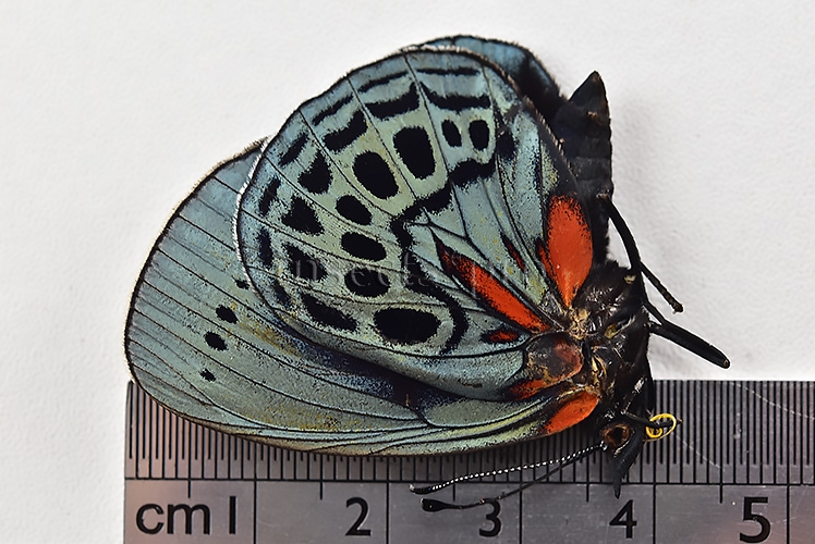 Asterope leprieuri optima A1 *GYNANDROMORPH* ⚥ - Image 3