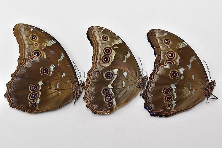 Morpho godartii tingomariensis A1 ♂ ABERRATION* RARE SET of 3 sp. - Image 2
