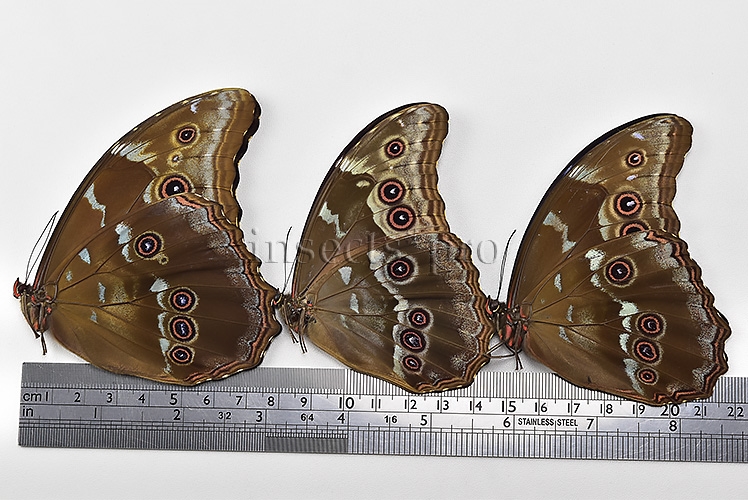 Morpho godartii tingomariensis A1 ♂ ABERRATION* RARE SET of 3 sp. - Image 3