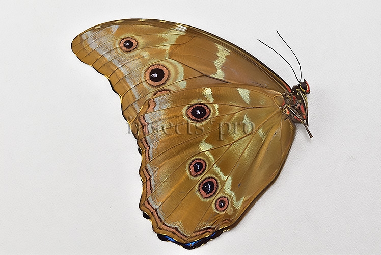 Morpho godartii tingomariensis A1 ♂ ABERRATION* RARE - Image 2
