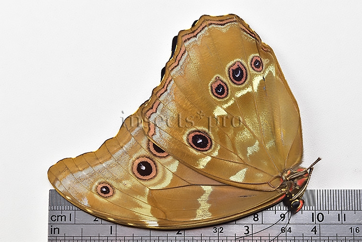 Morpho godartii tingomariensis A1 ♂ ABERRATION* RARE - Image 3