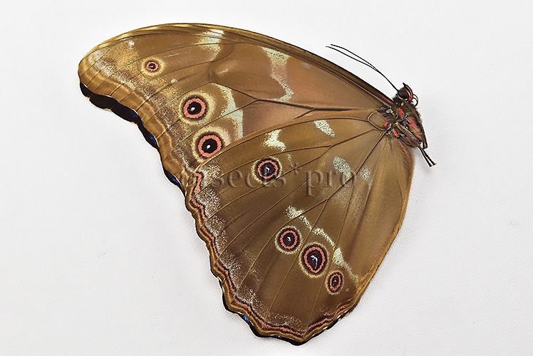 Morpho godartii tingomariensis A1 ♂ ABERRATION* RARE BLACK APEX - Image 2