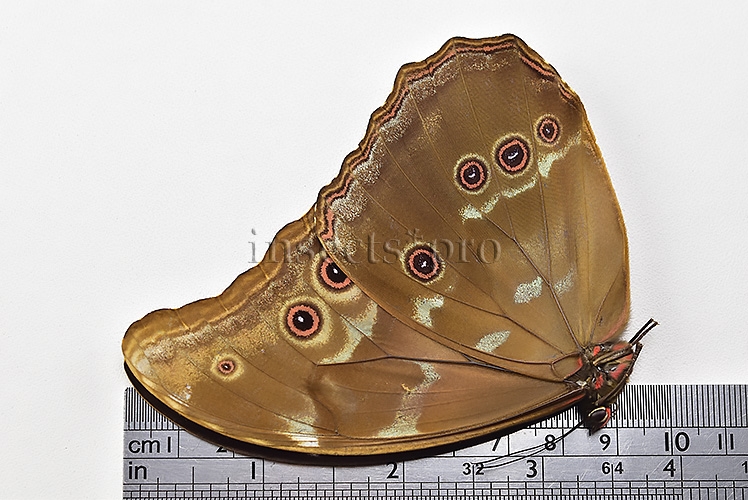Morpho godartii tingomariensis A1 ♂ ABERRATION* RARE BLACK APEX - Image 3