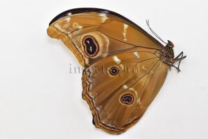 Morpho godartii tingomariensis A1 ♂ ABERRATION* RARE LACK OF WINGS VENATION
