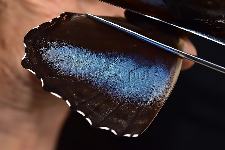Morpho deidamia mariae A1 ♀ ABERRATION* BLURRED VERSO - Image 4