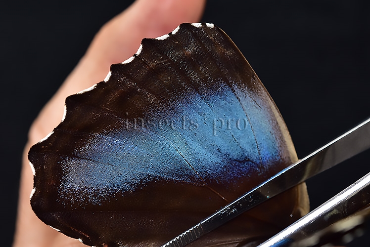 Morpho deidamia mariae A1 ♀ ABERRATION* BLURRED VERSO - Image 5