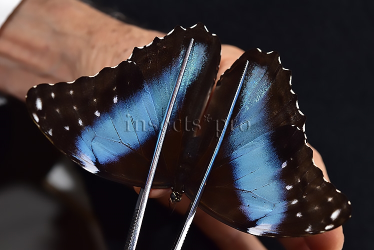 Morpho deidamia mariae A1 ♀ ABERRATION* BLURRED VERSO - Image 3