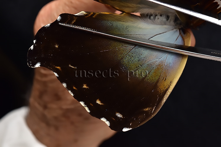 Morpho cisseis gahua f. phadena ♀ - Image 4