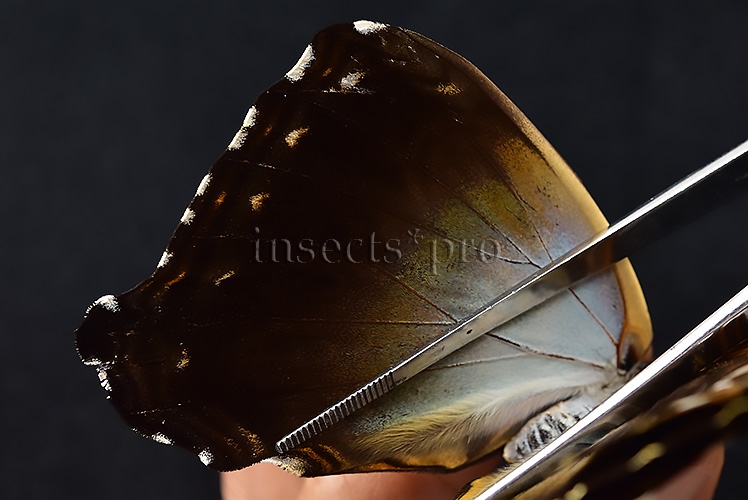 Morpho cisseis gahua f. phadena ♀ - Image 5