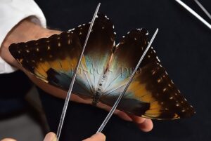 Morpho cisseis gahua f. phadena ♀