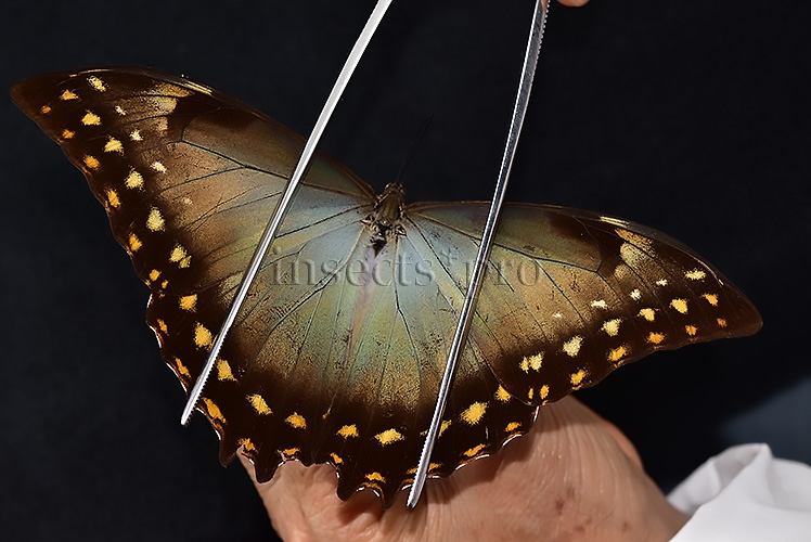 Morpho amphitryon cinereus ♂ - Image 6