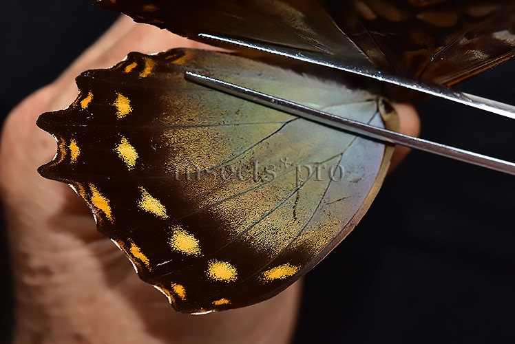 Morpho amphitryon cinereus ♂ - Image 4