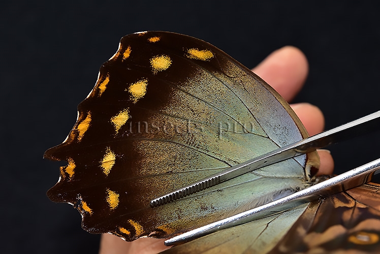 Morpho amphitryon cinereus ♂ - Image 5