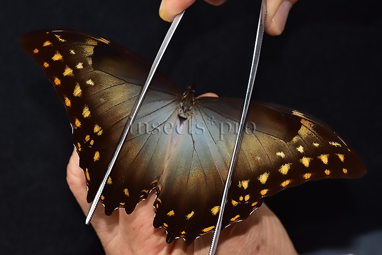 Morpho amphitryon cinereus ♂ - Image 6