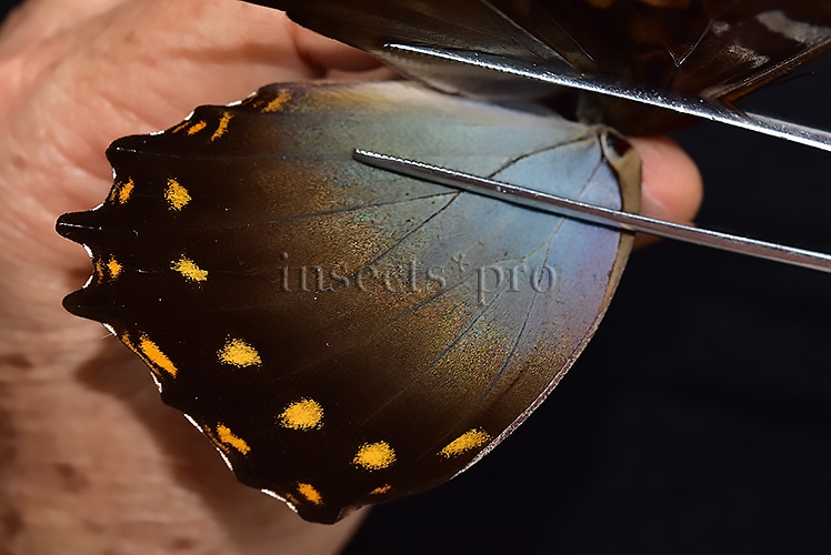Morpho amphitryon cinereus ♂ - Image 4