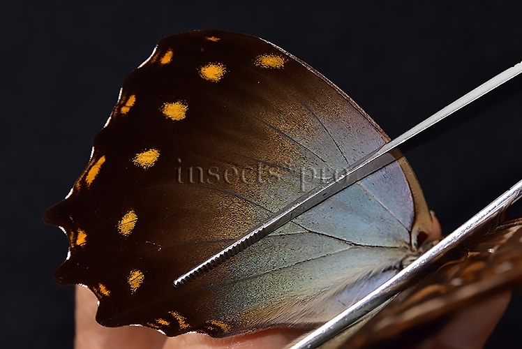 Morpho amphitryon cinereus ♂ - Image 5