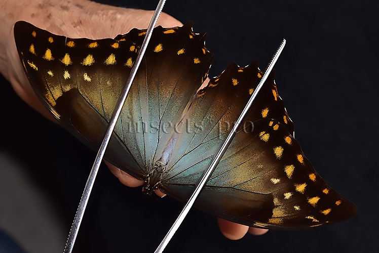 Morpho amphitryon cinereus ♂