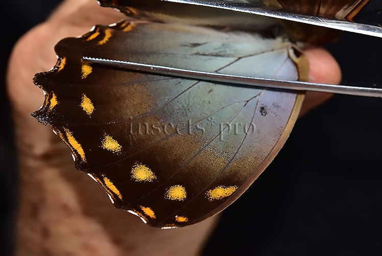 Morpho amphitryon cinereus ♂ - Image 4