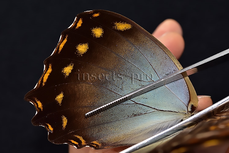 Morpho amphitryon cinereus ♂ - Image 5