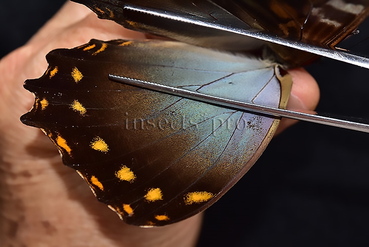 Morpho amphitryon cinereus ♂ - Image 4