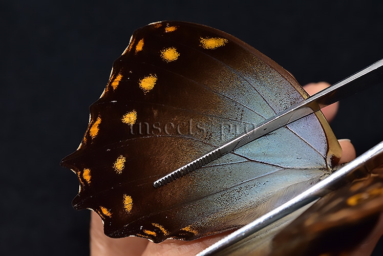 Morpho amphitryon cinereus ♂ - Image 5