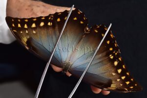 Morpho amphitryon cinereus ♂