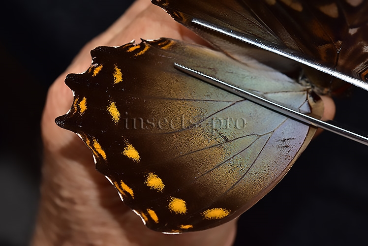 Morpho amphitryon cinereus ♂ - Image 4