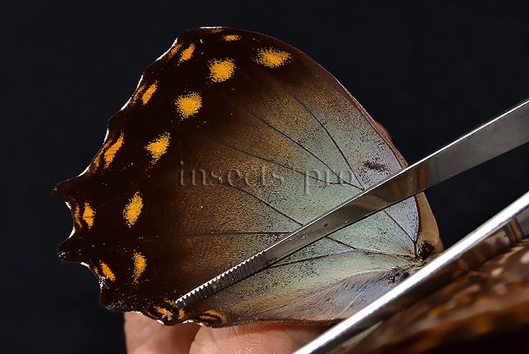 Morpho amphitryon cinereus ♂ - Image 5