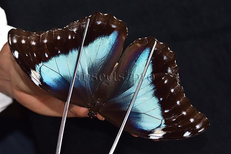 Morpho menelaus occidentalis ♀