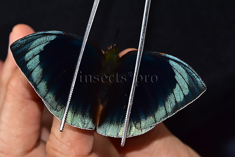 Anaea dia divina A1 ♂ BLACK - Image 5