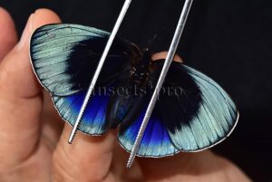 Asterope leprieuri optima A1 *GYNANDROMORPH* ⚥