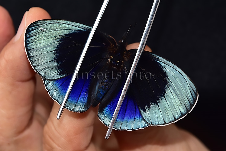 Asterope leprieuri optima A1 *GYNANDROMORPH* ⚥