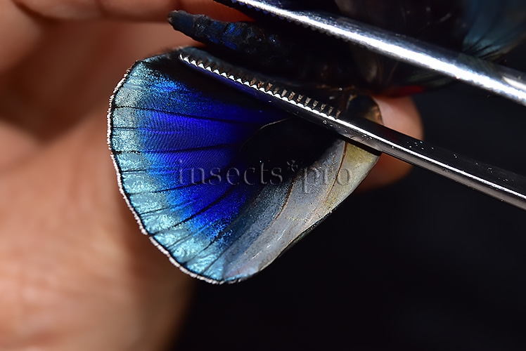 Asterope leprieuri optima A1 *GYNANDROMORPH* ⚥ - Image 4