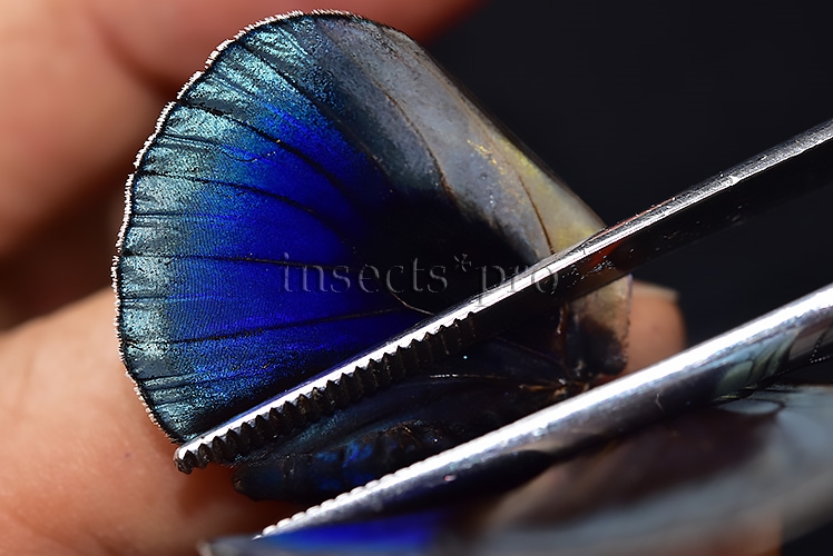 Asterope leprieuri optima A1 *GYNANDROMORPH* ⚥ - Image 5