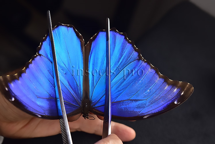 Morpho godartii tingomariensis A1 ♂ ABERRATION* RARE SET of 3 sp. - Image 5