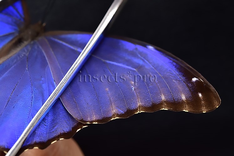 Morpho godartii tingomariensis A1 ♂ ABERRATION* RARE SET of 3 sp. - Image 6