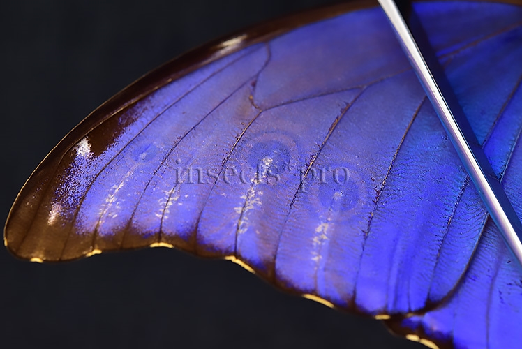 Morpho godartii tingomariensis A1 ♂ ABERRATION* RARE - Image 4