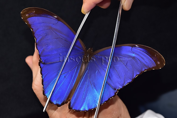 Morpho godartii tingomariensis A1 ♂ ABERRATION* RARE BLACK APEX - Image 4